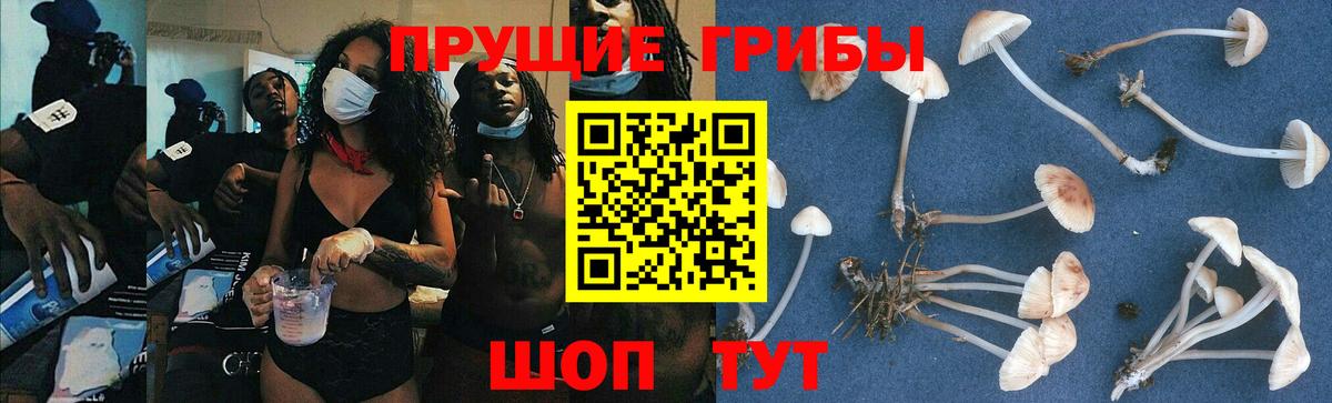 Шадринск  Псилоцибиновые грибы прущие грибы  закладка  Вход с VPN  Псилоцибиновые грибы Psilocybe 