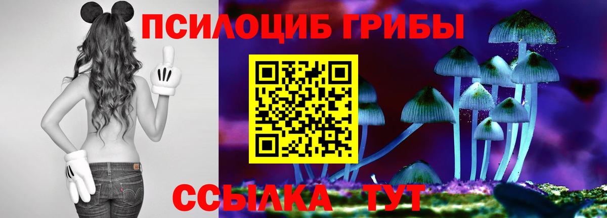 Псилоцибиновые грибы Psilocybe Шадринск